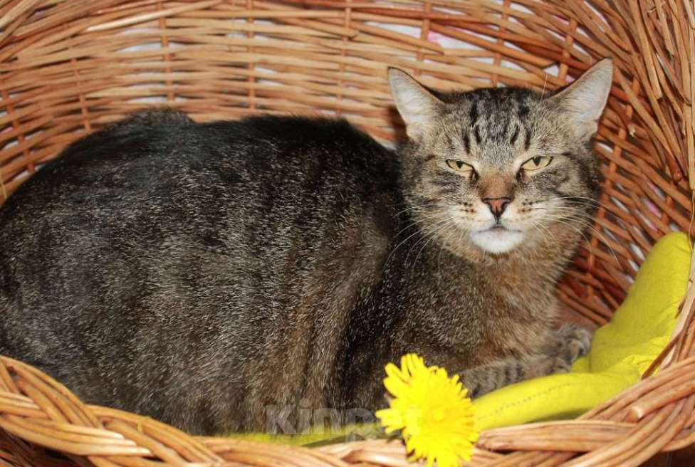Кошки в Калуге: Тигран Потапыч, настоящий полосатый кот. В добрые руки. Мальчик, Бесплатно - фото 1