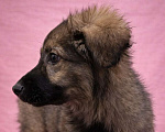 Собаки в Москве: Щенок девочка Шери в поисках дома Девочка, Бесплатно - фото 9