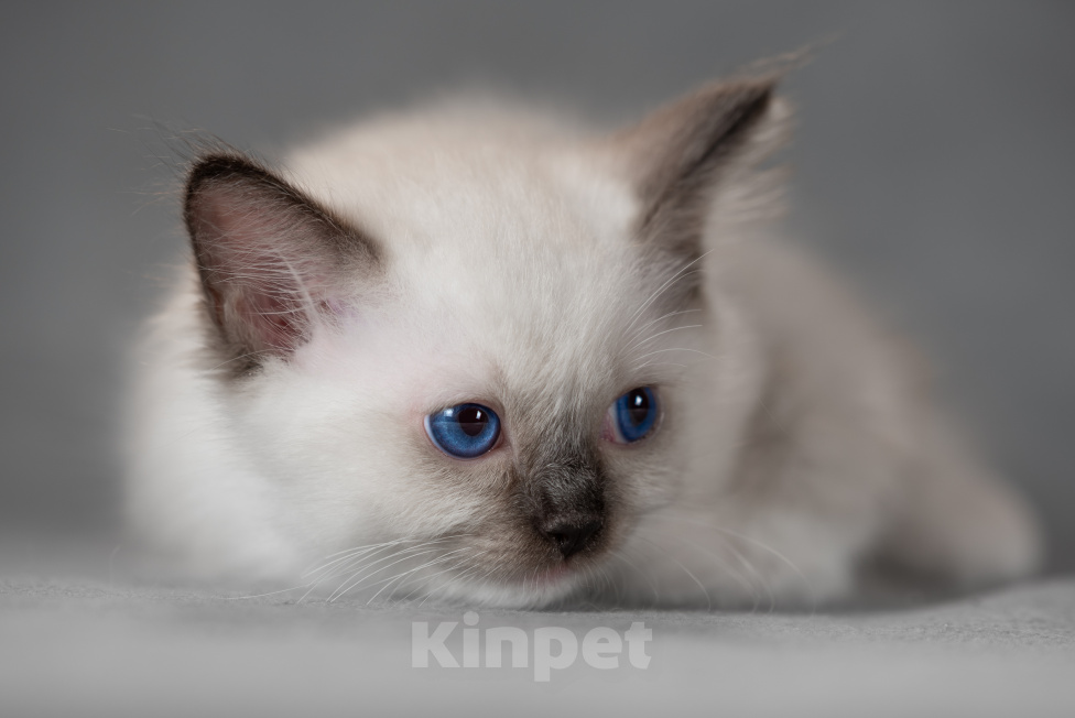 Кошки в Ростове-на-Дону: Продажа котят Девочка, Бесплатно - фото 5