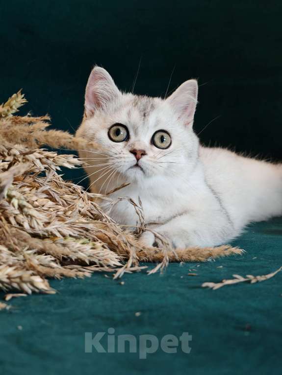 Кошки в Москве: Породистые шотландские котята Девочка, 55 000 руб. - фото 8