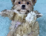 Собаки в Москве: Цветной йорк -щенок Мальчик, 45 000 руб. - фото 5