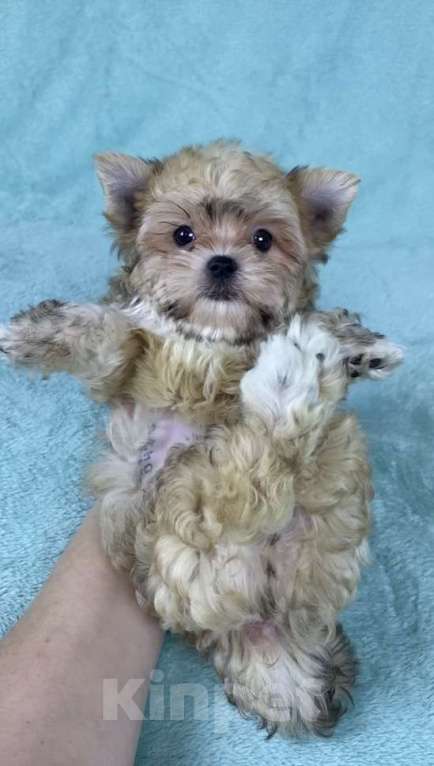 Собаки в Москве: Цветной йорк -щенок Мальчик, 45 000 руб. - фото 5