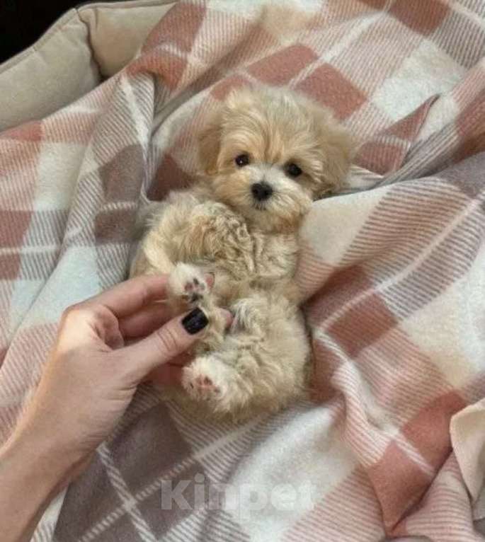 Собаки в Москве: Мия  Девочка, 130 000 руб. - фото 3