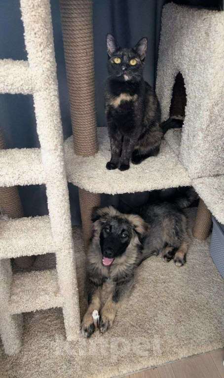 Собаки в Жуковском: Гриша - щенок из отлова Мальчик, Бесплатно - фото 2