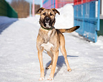 Собаки в Москве: Небольшая собачка в добрые руки Девочка, Бесплатно - фото 8