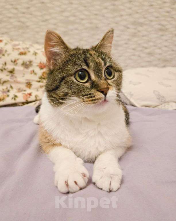 Кошки в Москве: Кошечку выгнали с передержки Девочка, Бесплатно - фото 3