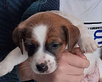 Собаки в Новоалександровске: Мальчик, дата рождения 01.02.2023 Мальчик, 10 000 руб. - фото 1