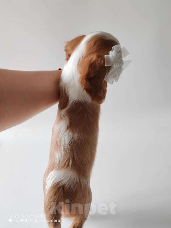 Собаки в других городах Московской области: Девочка кавалер Кинг Чарльз спаниель Девочка, 130 000 руб. - фото 3