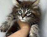 Кошки в Иркутске: Котята породы мейн-кун Мальчик, 35 000 руб. - фото 3