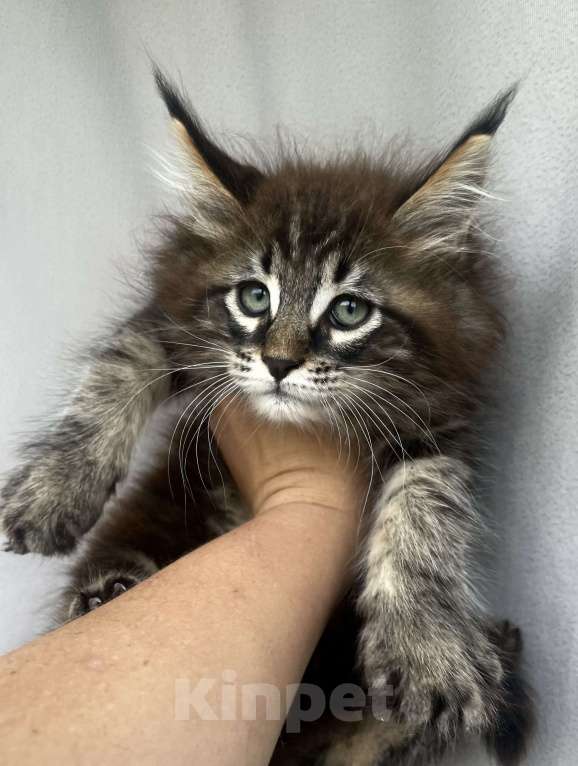 Кошки в Иркутске: Котята породы мейн-кун Мальчик, 45 000 руб. - фото 3