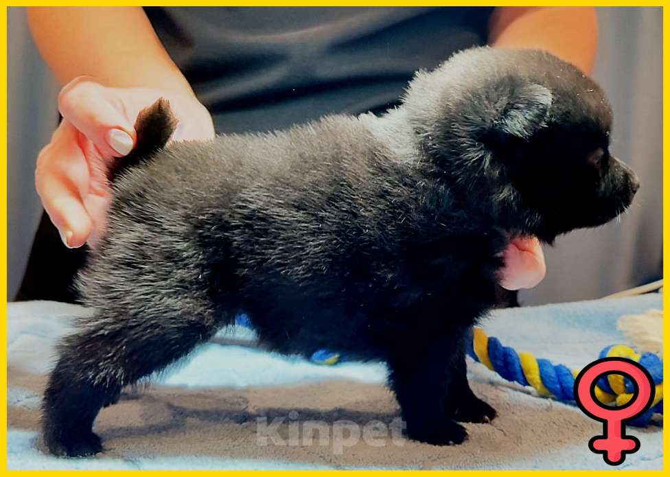 Собаки в Раменском: Щенки шипперке от титулованных родителей в домашних условиях (Желтая) Девочка, 60 000 руб. - фото 7