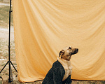 Собаки в Санкт-Петербурге: Вега ищет дом Девочка, Бесплатно - фото 7