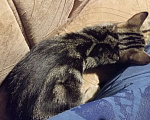 Кошки в Майкопе: в добрые руки!!! Девочка, Бесплатно - фото 7