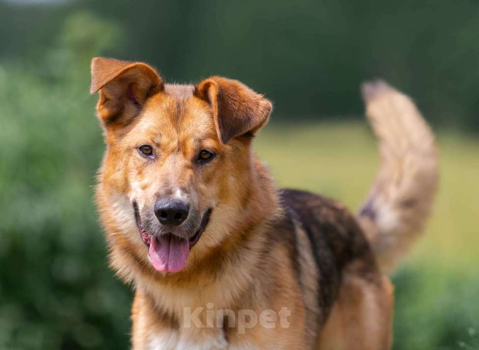 Собаки в Раменском: Тайгер Ищет дом Мальчик, Бесплатно - фото 5