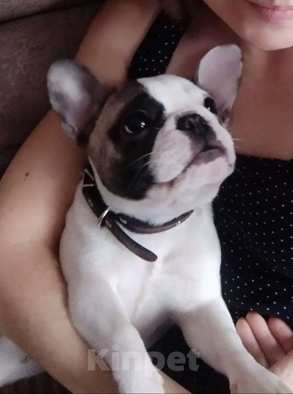 Собаки в Москве: Продаю собаку Девочка, Бесплатно - фото 4