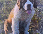 Собаки в Новосибирске: Великолепный щенок сенбернара Мальчик, Бесплатно - фото 3