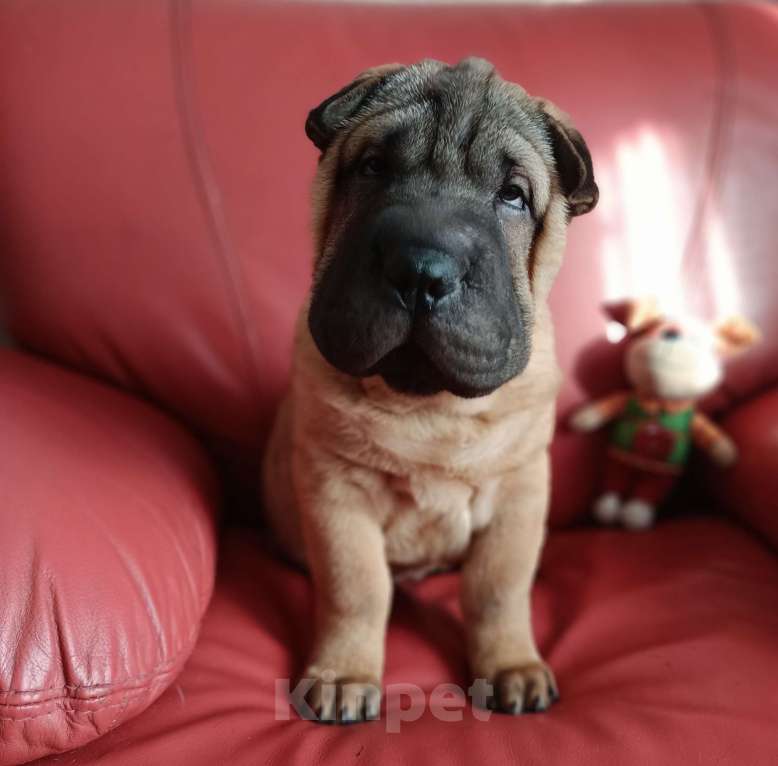 Собаки в Новосибирске: Девочка шарпея Девочка, Бесплатно - фото 2