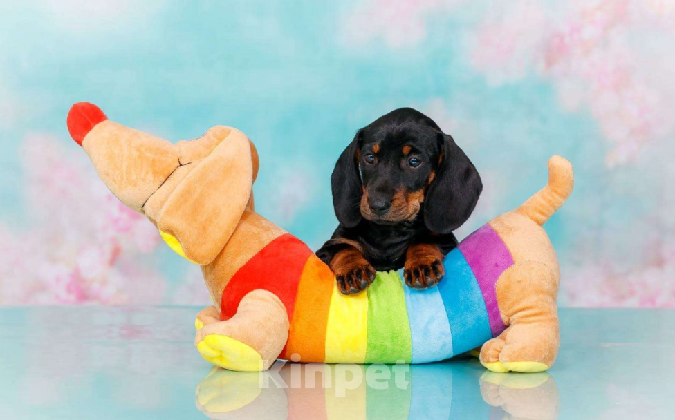 Собаки в Москве: Стандартная девочка такса Девочка, 50 000 руб. - фото 3