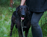 Собаки в Павловском Посаде: Собака в добрые руки Мальчик, Бесплатно - фото 4