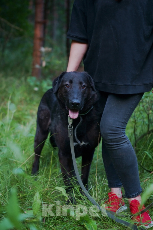 Собаки в Павловском Посаде: Собака в добрые руки Мальчик, Бесплатно - фото 4