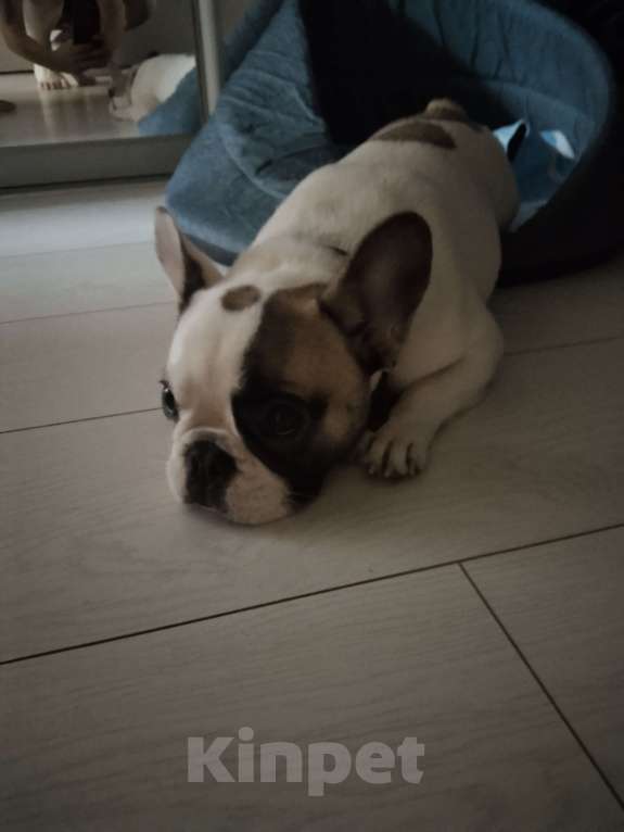 Собаки в Москве: Продаю собаку Девочка, Бесплатно - фото 3