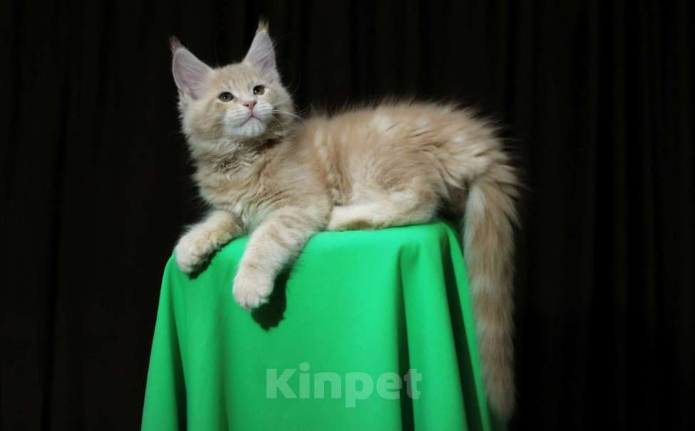 Кошки в Иваново: Котёнок мейн кун ( кремовый мрамор е 22 ).  Мальчик, 45 000 руб. - фото 2