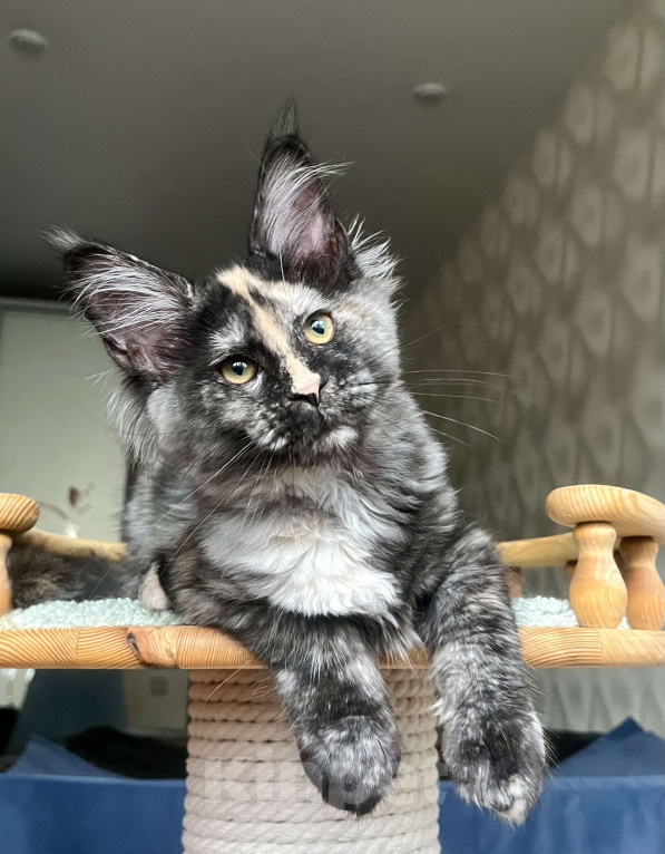 Кошки в Санкт-Петербурге: Очаровательная черепашка Девочка, 55 000 руб. - фото 9