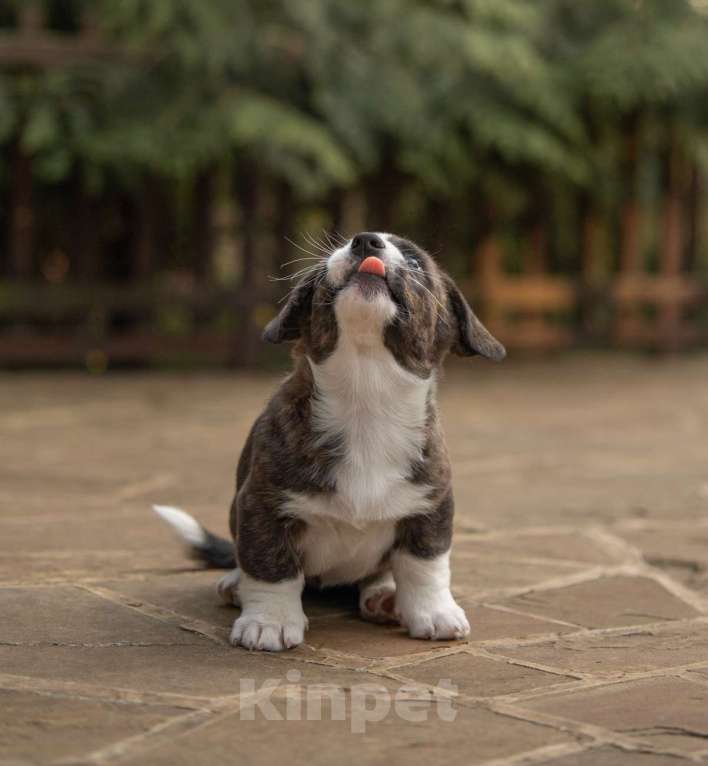 Собаки в других городах Московской области: Кардиган вельш корги Мальчик, Бесплатно - фото 3