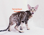 Кошки в других городах Самарской области: Мраморная кошечка Девочка, Бесплатно - фото 3