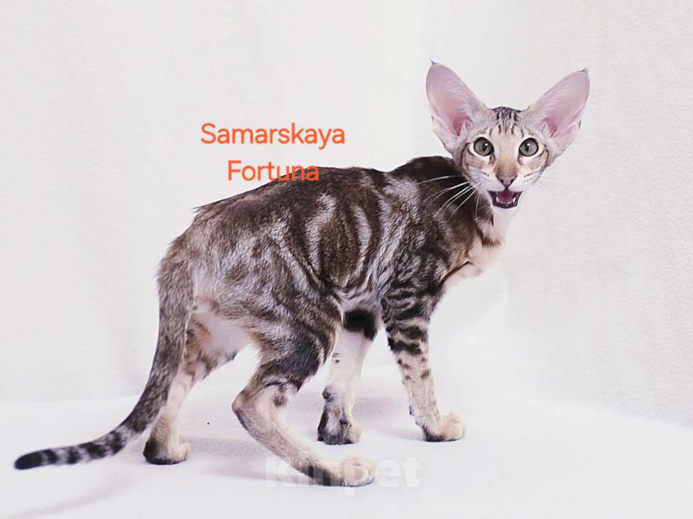 Кошки в других городах Самарской области: Мраморная кошечка Девочка, Бесплатно - фото 3