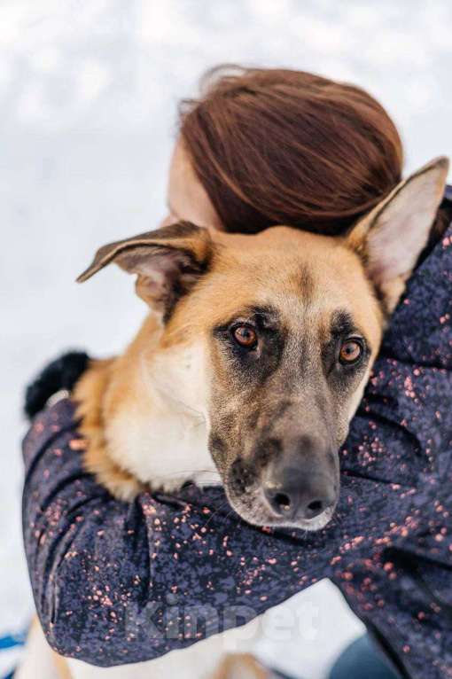 Собаки в Москве: Его могут сдать в приют Мальчик, Бесплатно - фото 5