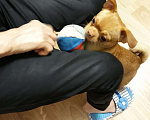 Собаки в Красногорске: Вязка чихуахуа, Бесплатно - фото 3