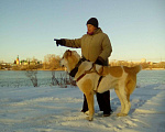Собаки в Черепаново: алабай вязка, Бесплатно - фото 5