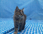 Кошки в Зеленограде: Продам котенка, 12 000 руб. - фото 2