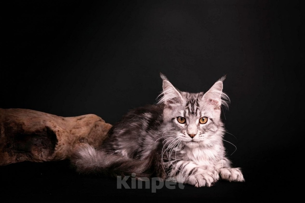Кошки в Санкт-Петербурге: Котёнок мейн-кун полидакт Мальчик, Бесплатно - фото 1