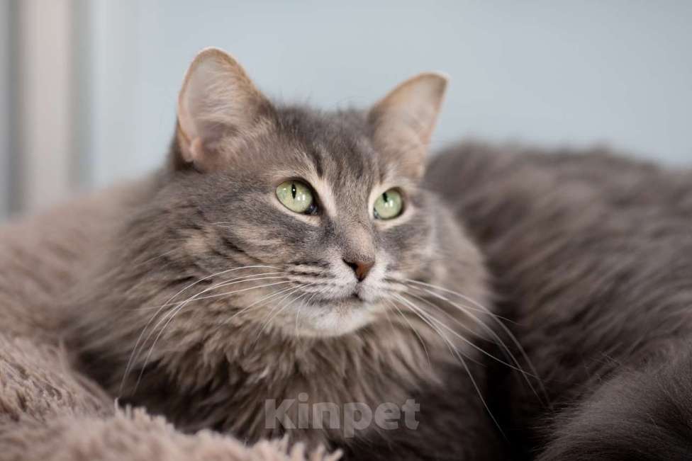 Кошки в Москве: Кошка Аферистка в добрые руки Девочка, Бесплатно - фото 2