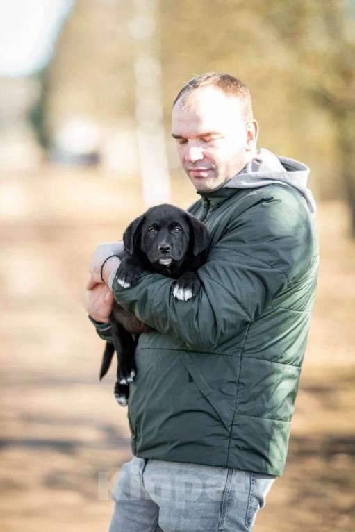 Собаки в Москве: Миша ищет дом  Мальчик, Бесплатно - фото 4