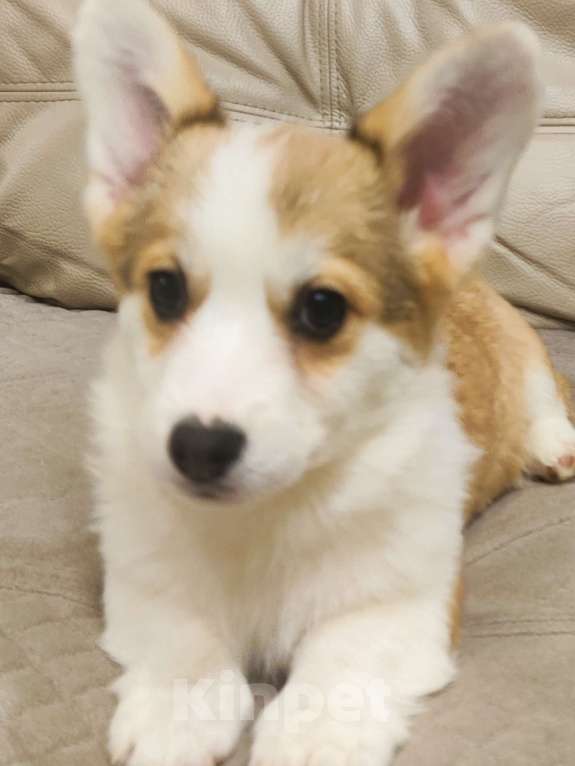 Собаки в других городах Краснодарского края: Девочка Корги Куцехвост Девочка, 60 000 руб. - фото 1