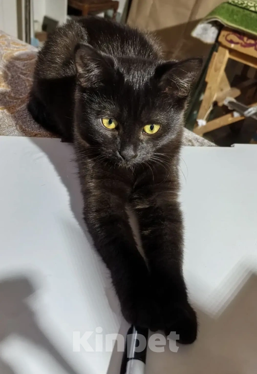 Кошки в Рязани: Котенок девочка Девочка, Бесплатно - фото 5