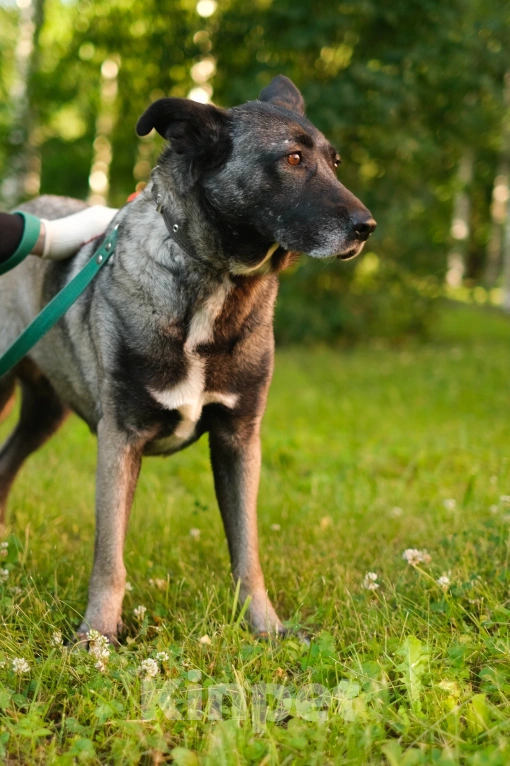 Собаки в Санкт-Петербурге: Грейс из приюта в добрые руки Девочка, Бесплатно - фото 5