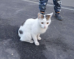 Кошки в Москве: Ласковый котик Мальчик, Бесплатно - фото 1