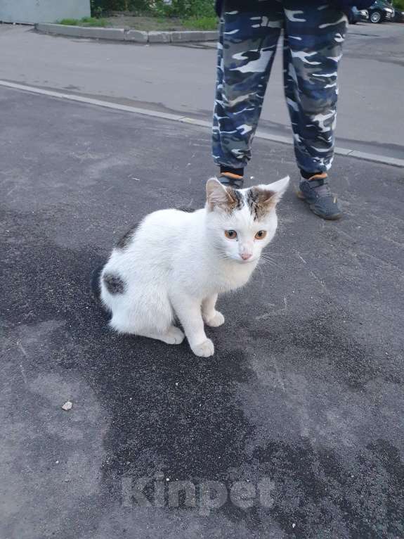 Кошки в Москве: Ласковый котик Мальчик, Бесплатно - фото 1