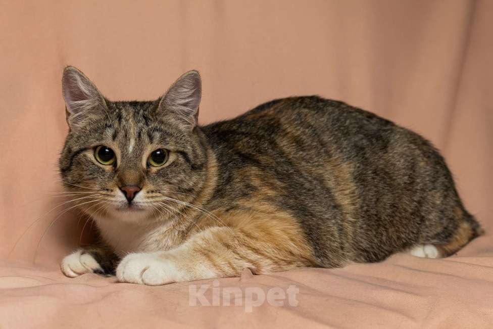 Кошки в Москве: Лада, 10 месяцев Девочка, Бесплатно - фото 2