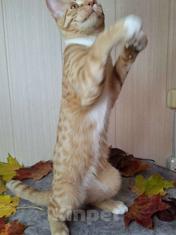 Кошки в Москве: Котёнок с глазами апельсинового цвета в добрые руки  Мальчик, Бесплатно - фото 8