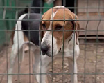 Собаки в других городах Московской области: Русская гончая ищет дом Мальчик, Бесплатно - фото 1