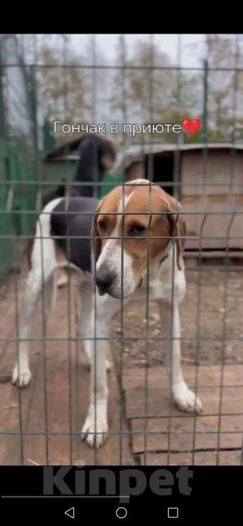 Собаки в других городах Московской области: Русская гончая ищет дом Мальчик, Бесплатно - фото 1