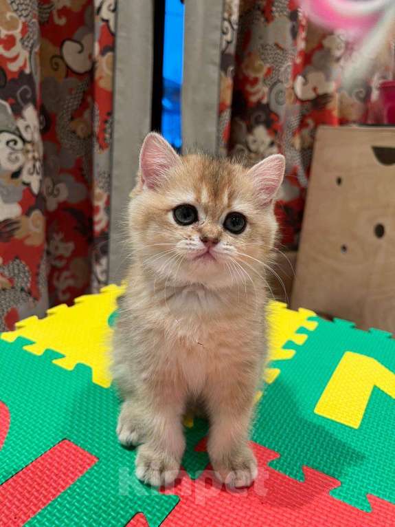 Кошки в Санкт-Петербурге: Золотые шиншиллы Шотландские котята к 8 марта Девочка, 35 000 руб. - фото 3
