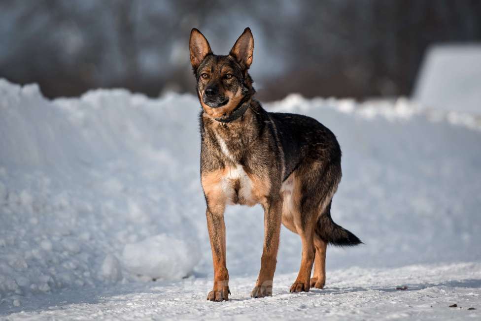 Собаки в Сергиеве Посаде: Скромный Рон, метис овчарки ищет дом  Мальчик, 10 руб. - фото 3