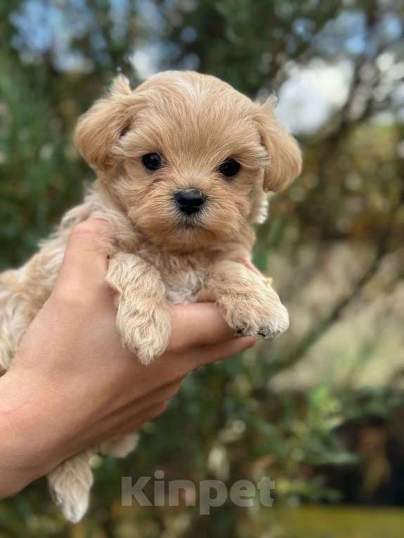Собаки в Санкт-Петербурге: Изумруд  Мальчик, 200 000 руб. - фото 2
