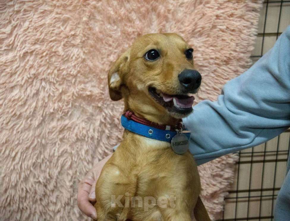 Собаки в Москве: щенок метис таксы Флинти ищет семью Девочка, Бесплатно - фото 1